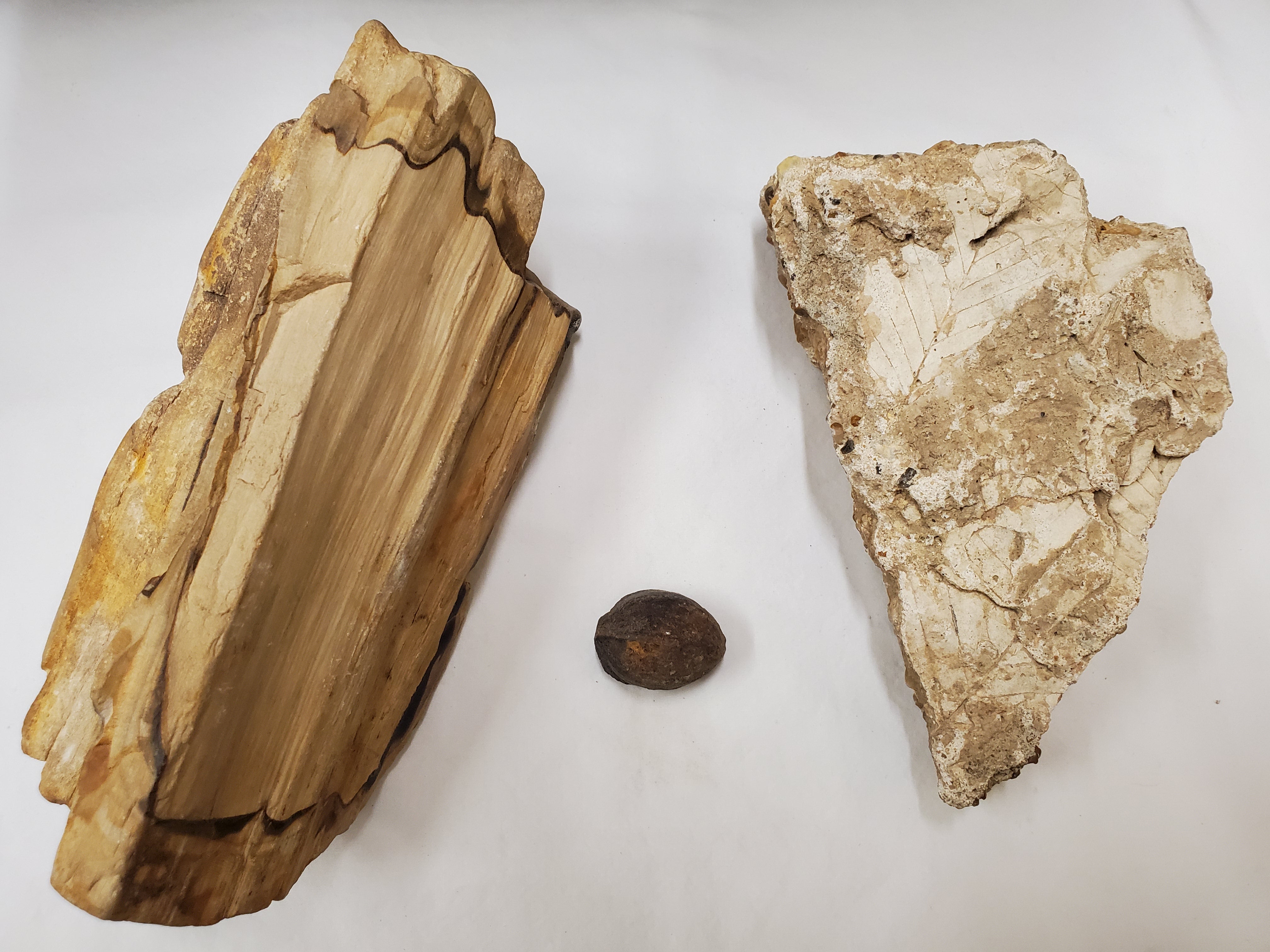 From left to right: A piece of petrified wood, a petrified nut, and a piece of rock with leaf imprints on a white background 